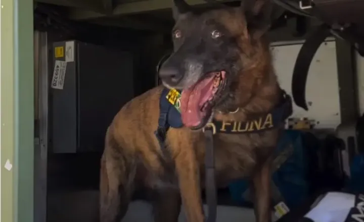 Cadela policial Fiona trabalha dentro de um compartimento de carga.